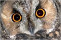 11_long-eared_owl