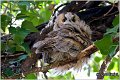 12_long-eared_owl