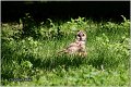 13_long-eared_owl