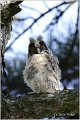 14_long-eared_owl