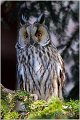 15_long-eared_owl
