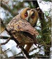 17_long-eared_owl