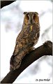 18_long-eared_owl