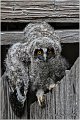22_long-eared_owl