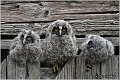 26_long-eared_owl