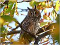 31_long-eared_owl