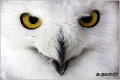 90_snowy_owl