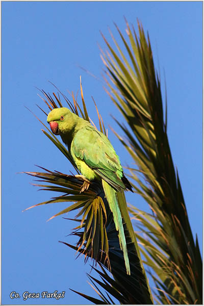 03_rose-ringed_parakeet.jpg - Rose-ringed Parakeet, Psittacula krameri, Location: Gran Canaria, Spain