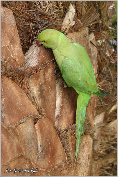 04_rose-ringed_parakeet.jpg - Rose-ringed Parakeet, Psittacula krameri, Location: Gran Canaria, Spain