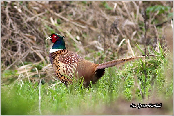 01_pheasant.jpg - Pheasant, Phasianus colchicus, Fazan, Mesto - Location: Rusanda, Serbia