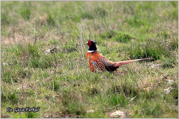 02_pheasant.jpg - Pheasant, Phasianus colchicus, Fazan, Mesto - Location: Rusanda, Serbia