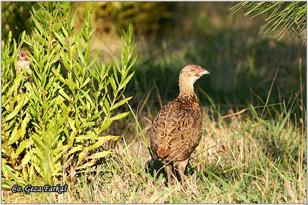 03_pheasant.jpg - Pheasant, Phasianus colchicus, Fazan, Mesto - Location: Skihatos, Greece
