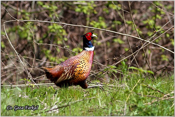 04_pheasant.jpg - Pheasant, Phasianus colchicus, Fazan, Mesto - Location: Novi Sad, Serbia