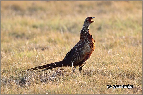 05_pheasant.jpg - Pheasant, Phasianus colchicus, Fazan, Mesto - Location: Skihatos, Greece