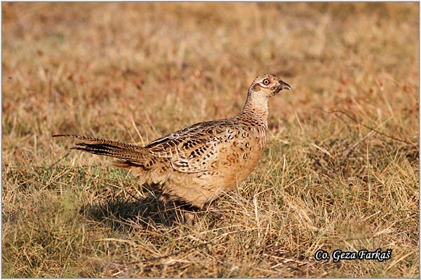 06_pheasant.jpg - Pheasant, Phasianus colchicus, Fazan, Mesto - Location: Skihatos, Greece