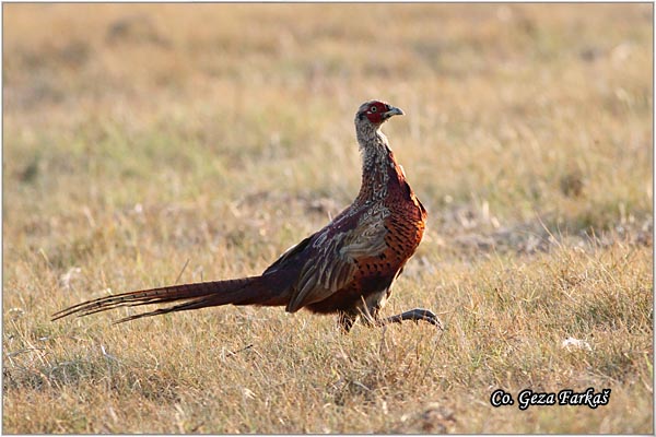 08_pheasant.jpg - Pheasant, Phasianus colchicus, Fazan, Mesto - Location: Skihatos, Greece