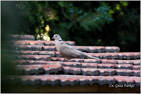 42_collared_dove.jpg - Collared Dove, Streptopelia decaocto,  Gugutka, Mesto - Location: Novi Sad, Serbia