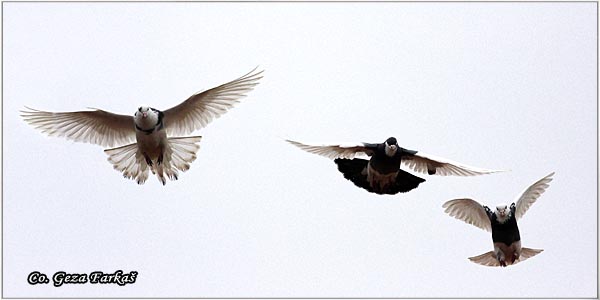 60_feral_pigeon.jpg - Feral Pigeon, Columba livia domestica, Golub,  Mesto - Location: Slano kopovo, Serbia