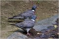 20_azores_wood_pigeon