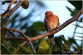 70_laughing_dove