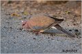 71_laughing_dove