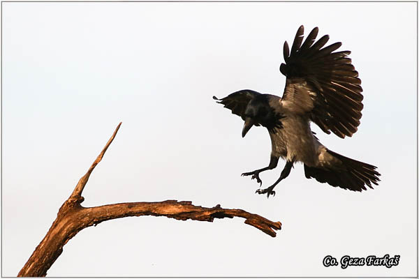 205_hooded_crow.jpg - Hooded Crow, Corvus cornix, Siva vrana, Mesto - Location: Subotica , Serbia