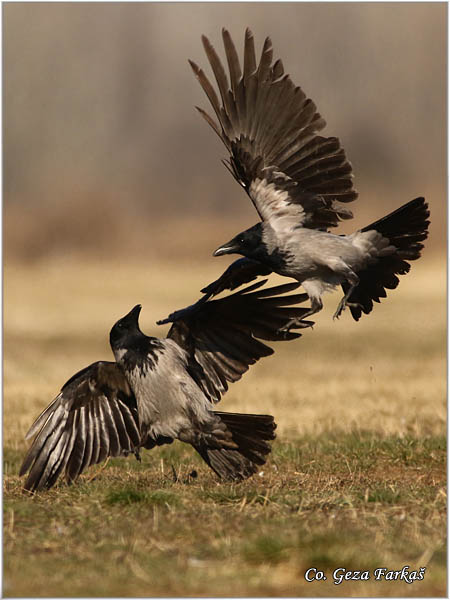 206_hooded_crow.jpg - Hooded Crow, Corvus cornix, Siva vrana, Mesto - Location: Subotica , Serbia