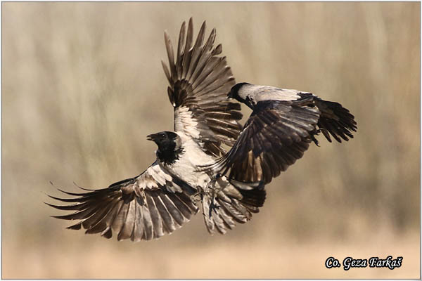 207_hooded_crow.jpg - Hooded Crow, Corvus cornix, Siva vrana, Mesto - Location: Subotica , Serbia