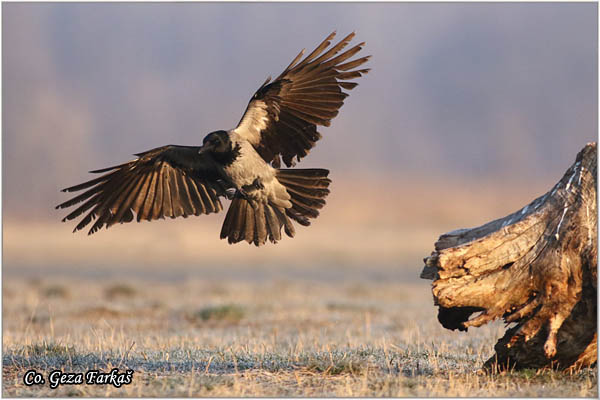 210_hooded_crow.jpg - Hooded Crow, Corvus cornix, Siva vrana, Mesto - Location: Subotica , Serbia