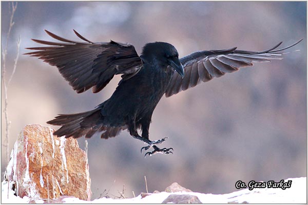 301_common_raven.jpg - Common Raven, Corvus corax, Gavran, Mesto - Location: Fruka Gora , Serbia