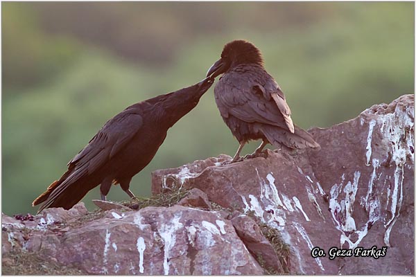 302_common_raven.jpg - Common Raven, Corvus corax, Gavran, Mesto - Location: Fruka gora , Serbia