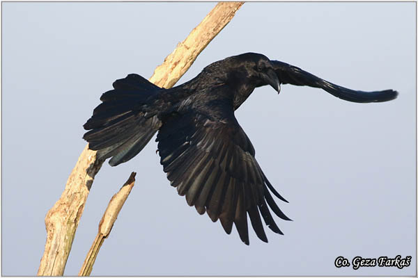 307_common_raven.jpg - Common Raven, Corvus corax, Gavran,  Mesto - Location: Subotica , Serbia