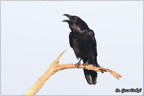 308_common_raven.jpg - Common Raven, Corvus corax, Gavran,  Mesto - Location: Subotica , Serbia