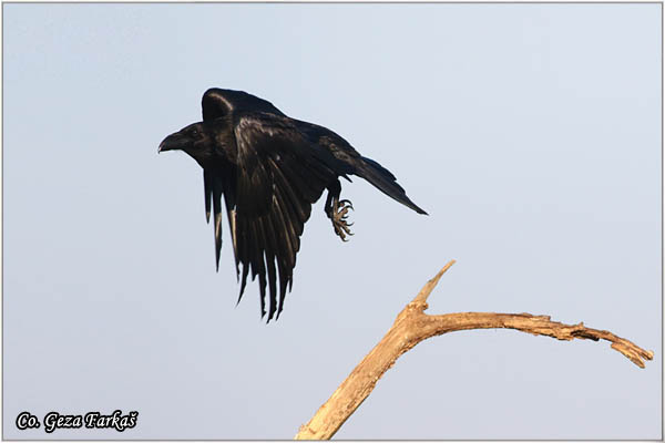 310_common_raven.jpg - Common Raven, Corvus corax, Gavran,  Mesto - Location: Subotica , Serbia