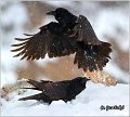 305_common_raven