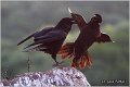 306_common_raven