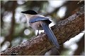 550_azure-winged_magpie