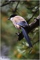 551_azure-winged_magpie