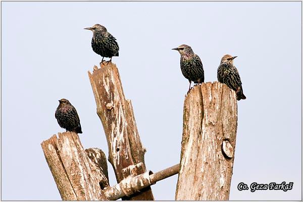 01_starling.jpg - Starling,  Sturnus vulgaris, Cvorak , Location: Slano kopovo, Serbia