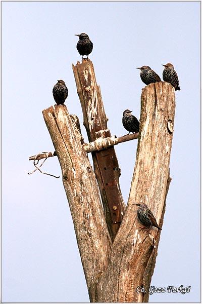 02_starling.jpg - Starling,  Sturnus vulgaris, Cvorak , Location: Slano kopovo, Serbia