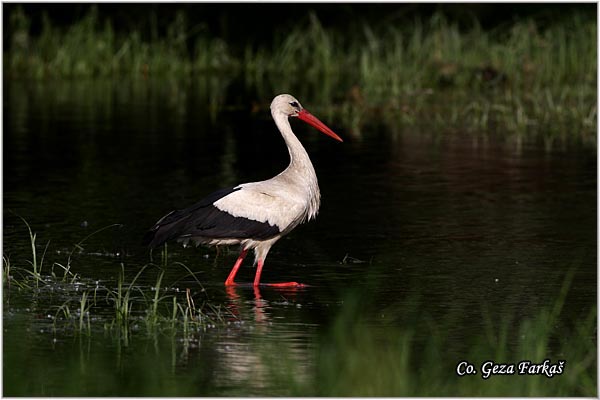 03_white_stork.jpg - White Stork, Ciconia ciconia, Roda, Mesto - Location: Novi Sad, Serbia