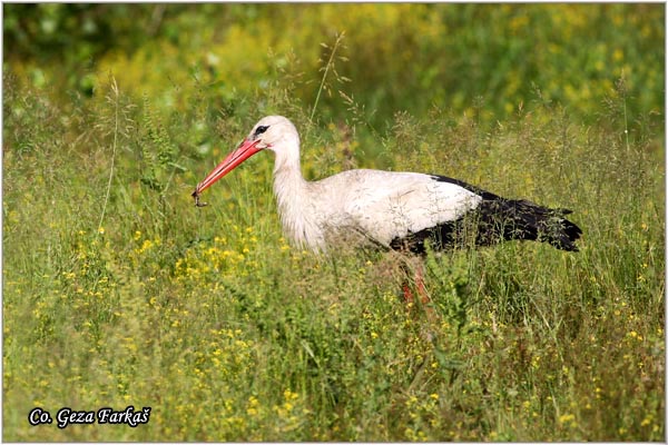 05_white_stork.jpg - White Stork, Ciconia ciconia, Roda, Mesto - Location: Novi Sad, Serbia