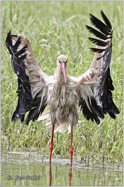 07_white_stork.jpg - White Stork, Ciconia ciconia, Roda, Mesto - Location: Novi Sad, Serbia