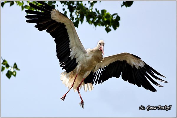 18_white_stork.jpg - White Stork, Ciconia ciconia, Roda, Mesto - Location: Kovilj, Serbia