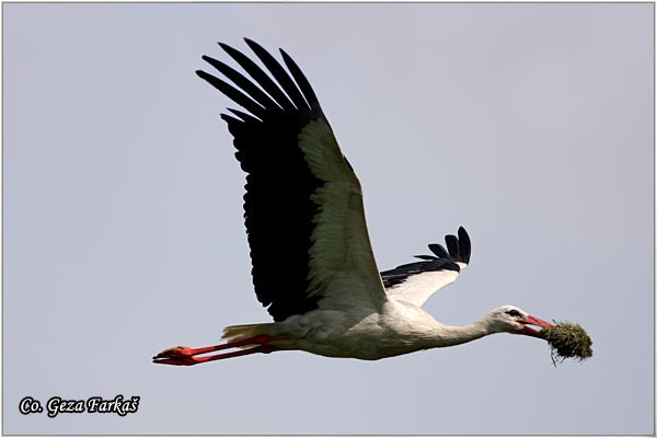 19_white_stork.jpg - White Stork, Ciconia ciconia, Roda, Mesto - Location: Kovilj, Serbia
