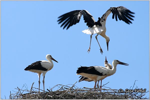 23_white_stork.jpg - White Stork, Ciconia ciconia, Roda, Mesto - Location: Kovilj, Serbia
