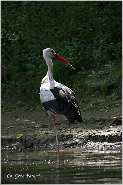 24_white_stork.jpg - White Stork, Ciconia ciconia, Roda, Mesto - Location: Novi Sad, Serbia