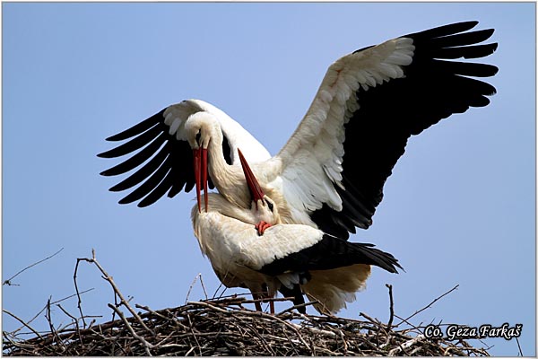 25_white_stork.jpg - White Stork, Ciconia ciconia, Roda, Mesto - Location: Kovilj, Serbia