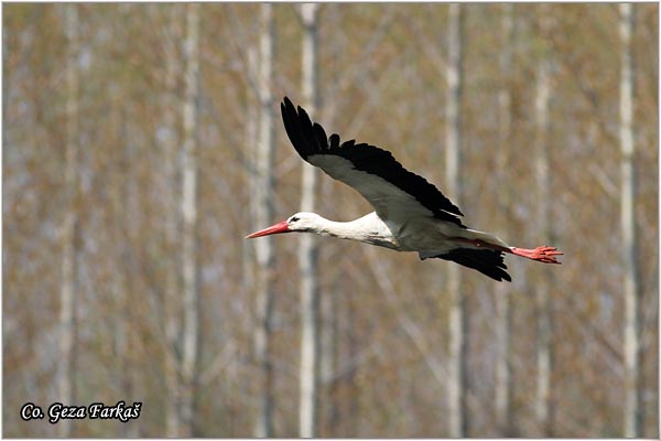 27_white_stork.jpg - White Stork, Ciconia ciconia, Roda, Mesto - Location: Kovilj, Serbia
