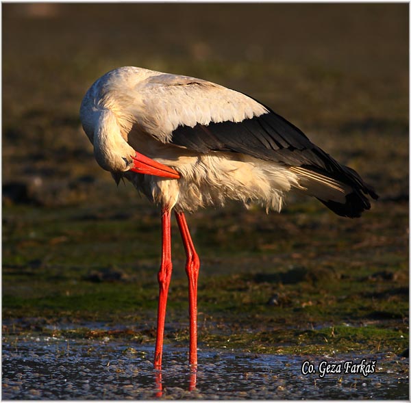35_white_stork.jpg - White Stork, Ciconia ciconia, Roda, Mesto - Location: Kovilj, Serbia